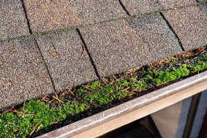 Preventing Blocked Gutters: Tips Every Homeowner Should Know